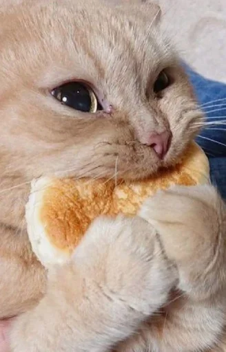 😺 Стикер «closticks16!» для Telegram