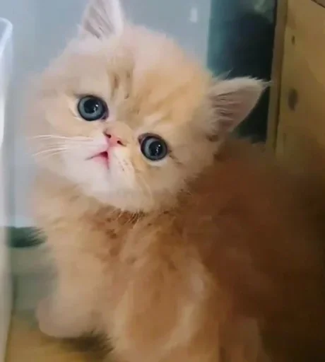😺 Стикер «closticks16!» для Telegram
