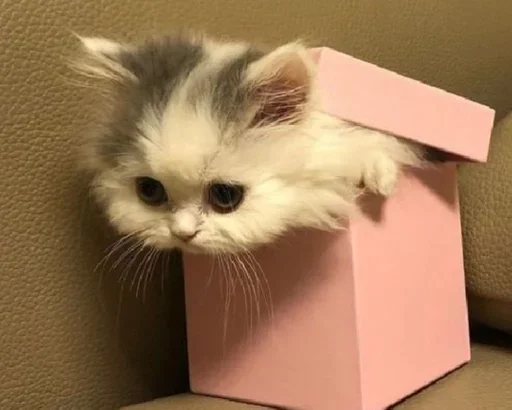 😺 Стикер «closticks16!» для Telegram