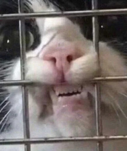 😺 Стикер «closticks16!» для Telegram
