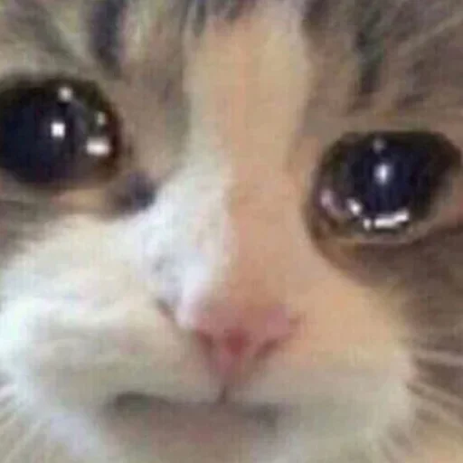 😭 Стикер «closticks5!» для Telegram