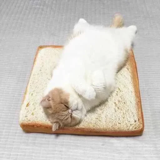 😼 Стикер «closticks5!» для Telegram