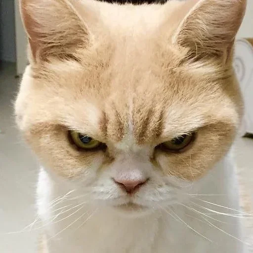 😡 Стикер «closticks5!» для Telegram