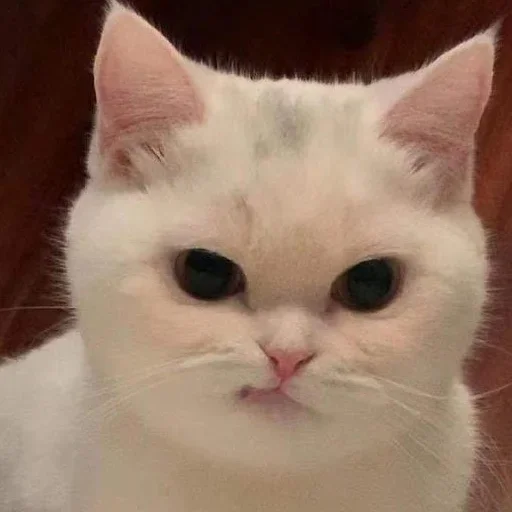 😕 Стикер «closticks5!» для Telegram