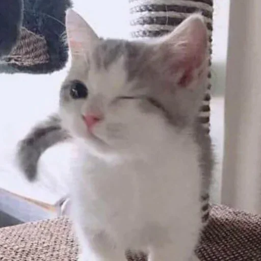 😼 Стикер «closticks5!» для Telegram