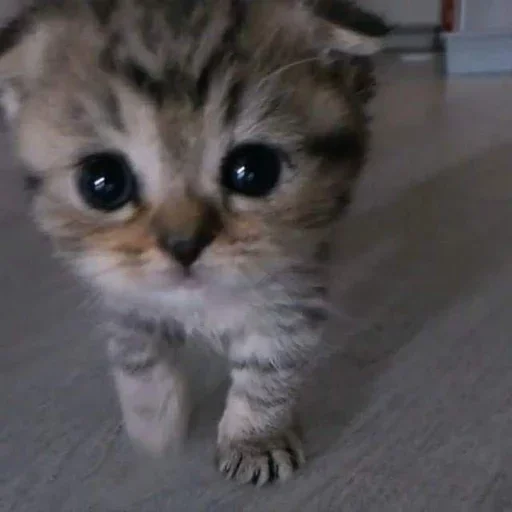 🥺 Стикер «closticks8!» для Telegram