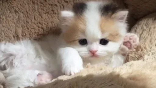 🥺 Стикер «closticks8!» для Telegram
