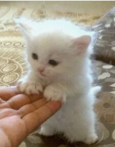 🥺 Стикер «closticks8!» для Telegram