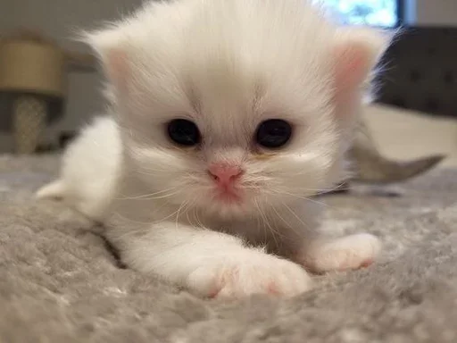 🥺 Стикер «closticks8!» для Telegram