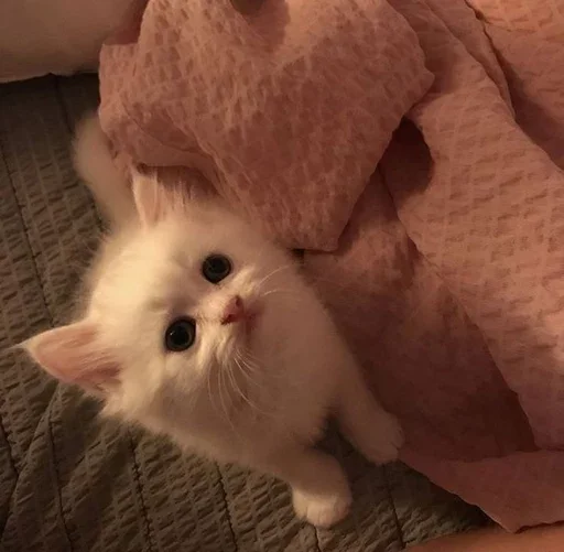 🥺 Стикер «closticks8!» для Telegram