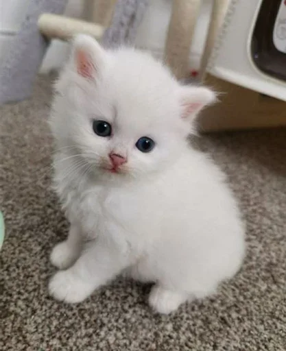 🥺 Стикер «closticks8!» для Telegram