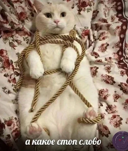 🤨 Стикер «closticks9!» для Telegram