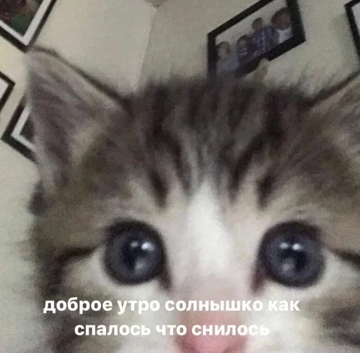 😳 Стикер «closticks4!» для Telegram