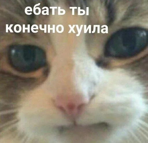 🤬 Стикер «closticks4!» для Telegram