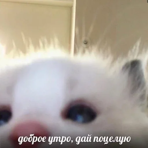 Стикерпак closticks4! для Telegram