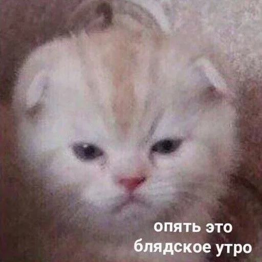 😣 Стикер «closticks4!» для Telegram