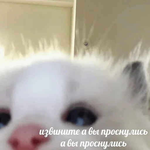🤨 Стикер «closticks4!» для Telegram