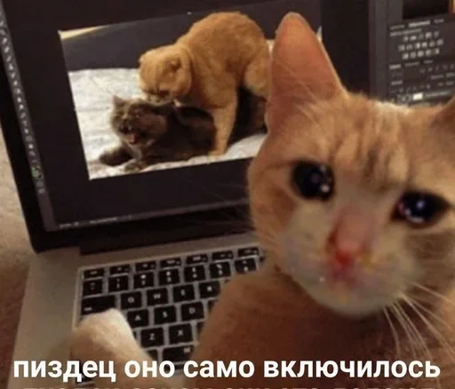 🙀 Стикер «closticks4!» для Telegram