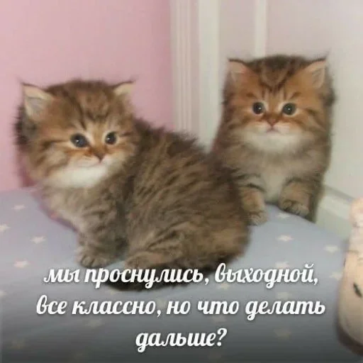 🥱 Стикер «closticks4!» для Telegram