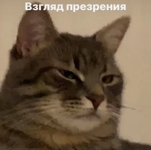 🤨 Стикер «closticks4!» для Telegram