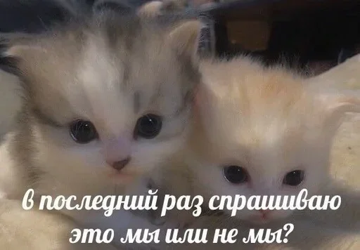 🤨 Стикер «closticks4!» для Telegram