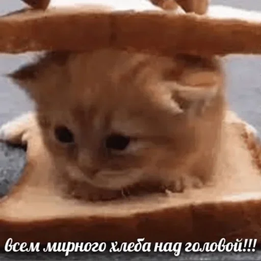 🥺 Стикер «closticks4!» для Telegram