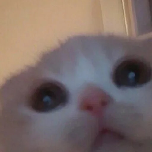🥺 Стикер «closticks4!» для Telegram