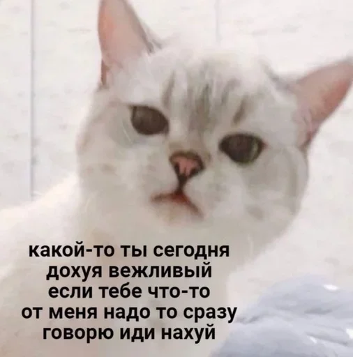 😡 Стикер «closticks4!» для Telegram