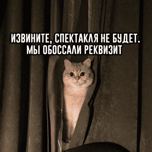 😺 Стикер «котикиии» для Telegram