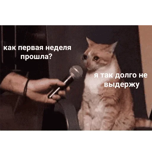 😺 Стикер «котикиии» для Telegram