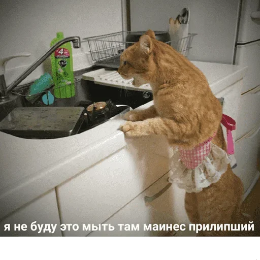 😺 Стикер «котикиии» для Telegram