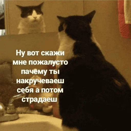 😺 Стикер «котикиии» для Telegram