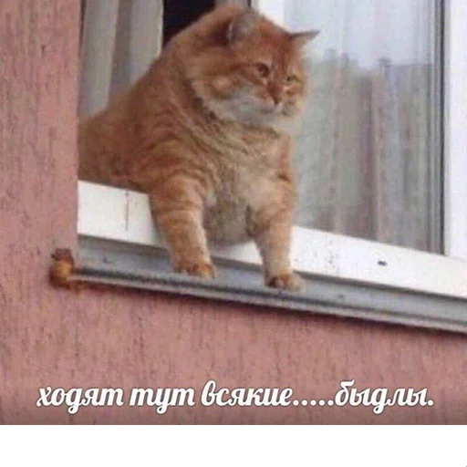 😺 Стикер «котикиии» для Telegram