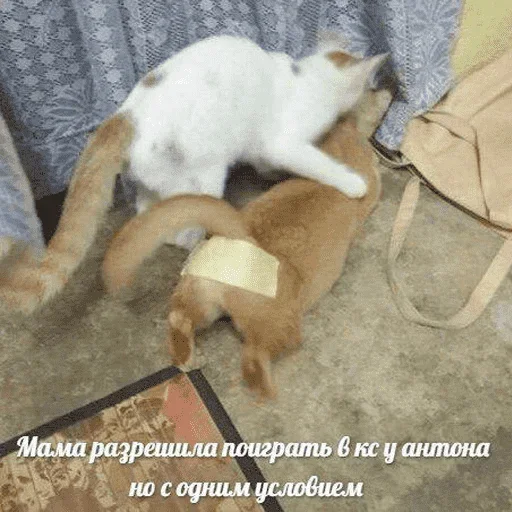 😺 Стикер «котикиии» для Telegram