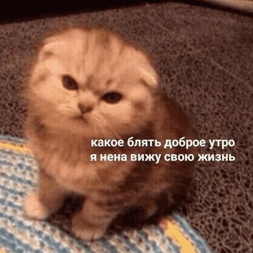 😺 Стикер «котикиии» для Telegram