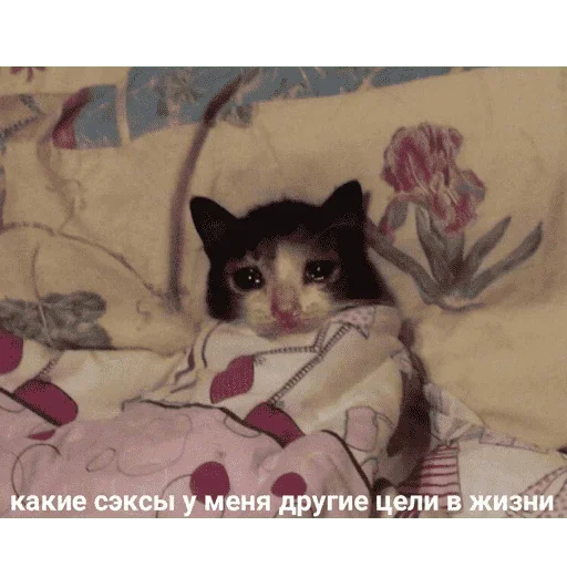 😺 Стикер «котикиии» для Telegram