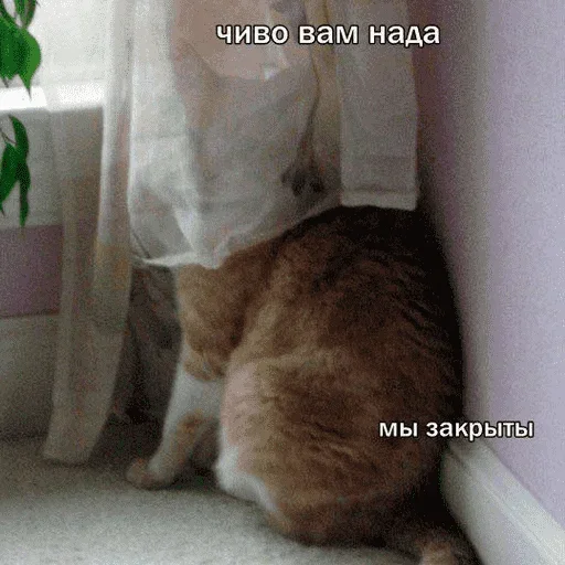 😺 Стикер «котикиии» для Telegram