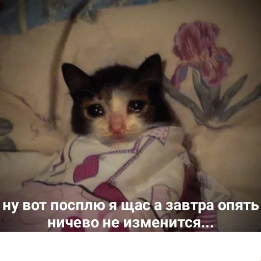 😺 Стикер «котикиии» для Telegram