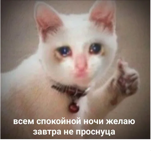 😺 Стикер «котикиии» для Telegram