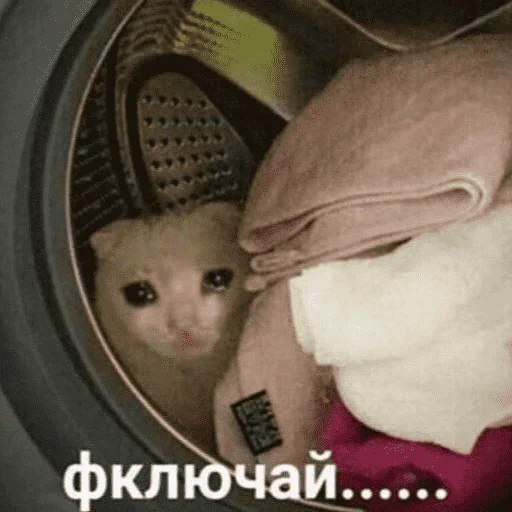 😺 Стикер «котикиии» для Telegram
