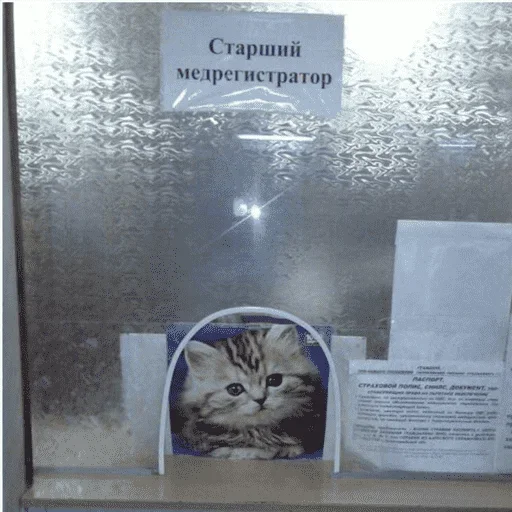😺 Стикер «котикиии» для Telegram