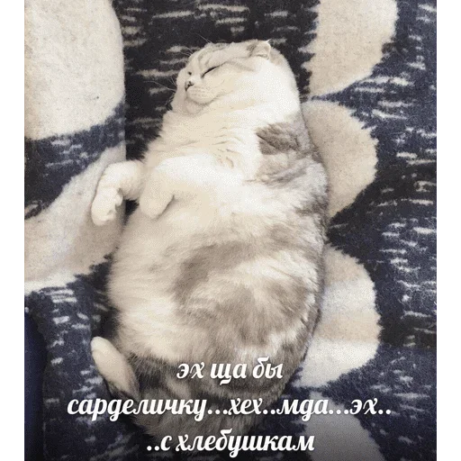 😺 Стикер «котикиии» для Telegram