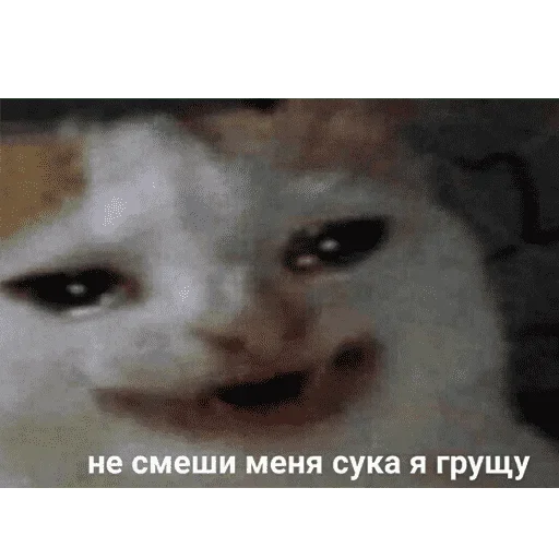 😺 Стикер «котикиии» для Telegram