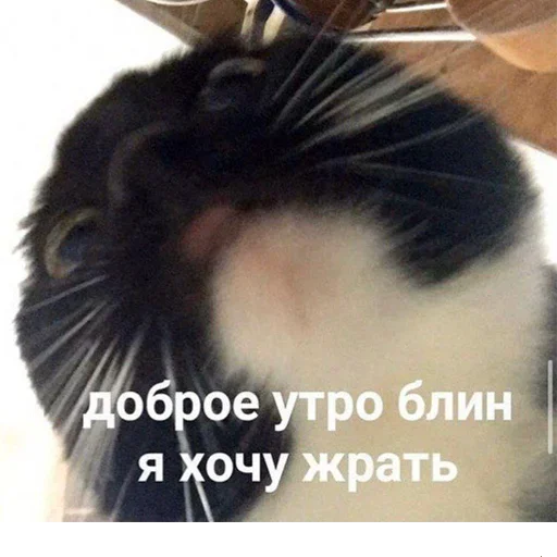 😺 Стикер «котикиии» для Telegram