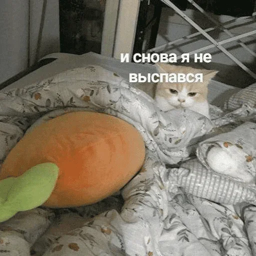 😺 Стикер «котикиии» для Telegram