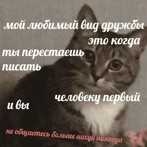 😺 Стикер «котикиии» для Telegram