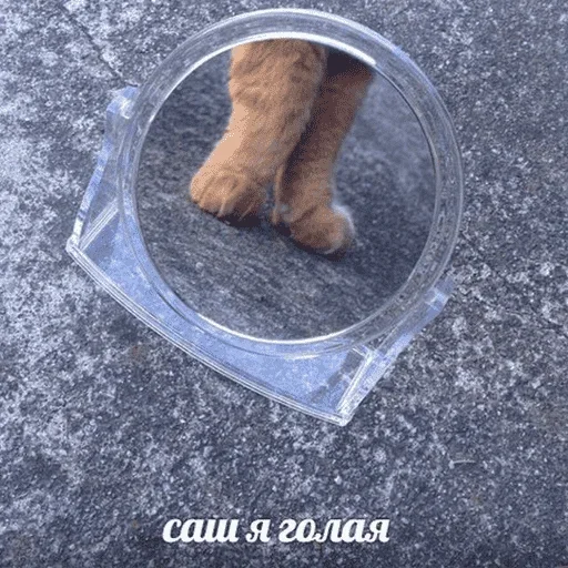 😺 Стикер «котикиии» для Telegram