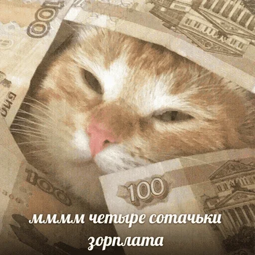 😺 Стикер «котикиии» для Telegram