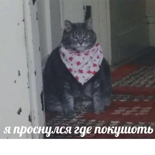 😺 Стикер «котикиии» для Telegram