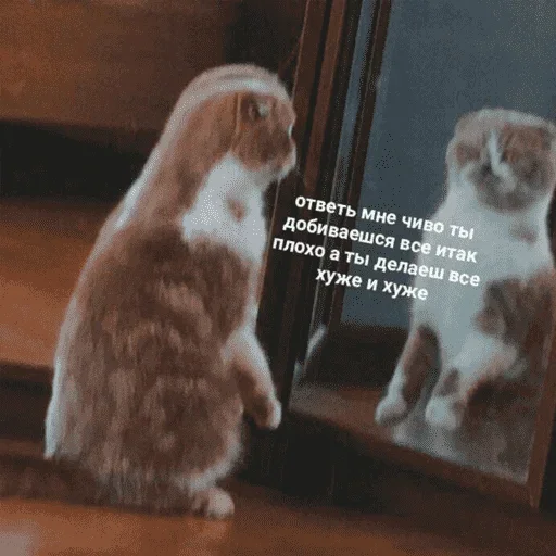 😺 Стикер «котикиии» для Telegram